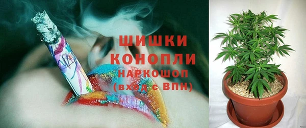 прущие грибы Абаза